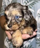 Merle girl, a female Shihpoo and Poodle - Miniature  for sale in Columbus, GA – 7 of 10