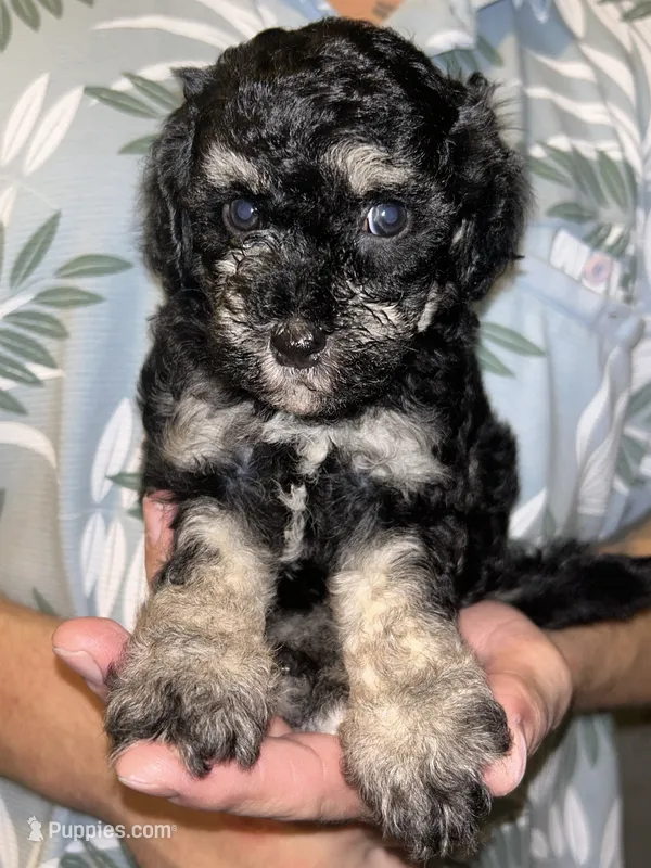 Girl  – Shihpoo, Poodle - Miniature  puppy for sale in Columbus, GA