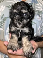 Girl , a female Shihpoo and Poodle - Miniature  for sale in Columbus, GA – 2 of 9
