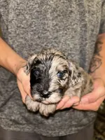 Merle boy , a male Shihpoo and Poodle - Miniature  for sale in Columbus, GA – 2 of 5