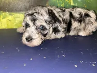 Merle girl , a female Shihpoo and Poodle - Miniature  for sale in Columbus, GA – 4 of 8