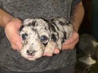 Merle girl , a female Shihpoo and Poodle - Miniature  for sale in Columbus, GA – 3 of 10