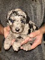 Merle boy , a male Shihpoo and Poodle - Miniature  for sale in Columbus, GA – 4 of 4