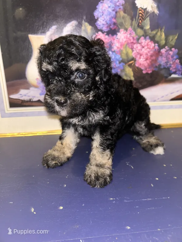 Girl  – Shihpoo, Poodle - Miniature  puppy for sale in Columbus, GA