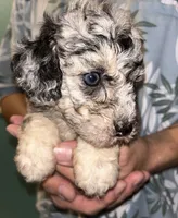 Merle girl , a female Shihpoo and Poodle - Miniature  for sale in Columbus, GA – 2 of 8