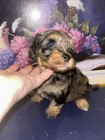 Merle girl, a female Shihpoo and Poodle - Miniature  for sale in Columbus, GA – 2 of 10