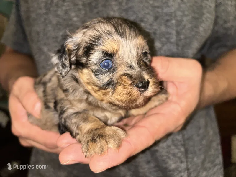 Merle girl – Shihpoo, Poodle - Miniature  puppy for sale in Columbus, GA