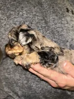 Merle girl, a female Shihpoo and Poodle - Miniature  for sale in Columbus, GA – 5 of 7