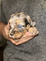Merle girl, a female Shihpoo and Poodle - Miniature  for sale in Columbus, GA – 3 of 7