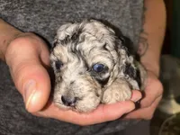 Merle girl , a female Shihpoo and Poodle - Miniature  for sale in Columbus, GA – 10 of 10