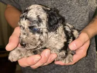 Merle boy , a male Shihpoo and Poodle - Miniature  for sale in Columbus, GA – 3 of 4