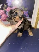 Merle girl, a female Shihpoo and Poodle - Miniature  for sale in Columbus, GA – 8 of 10