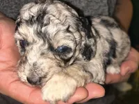 Merle girl , a female Shihpoo and Poodle - Miniature  for sale in Columbus, GA – 6 of 10