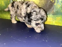 Merle girl , a female Shihpoo and Poodle - Miniature  for sale in Columbus, GA – 3 of 8