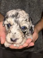 Merle girl , a female Shihpoo and Poodle - Miniature  for sale in Columbus, GA – 7 of 10