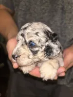 Merle girl , a female Shihpoo and Poodle - Miniature  for sale in Columbus, GA – 5 of 10