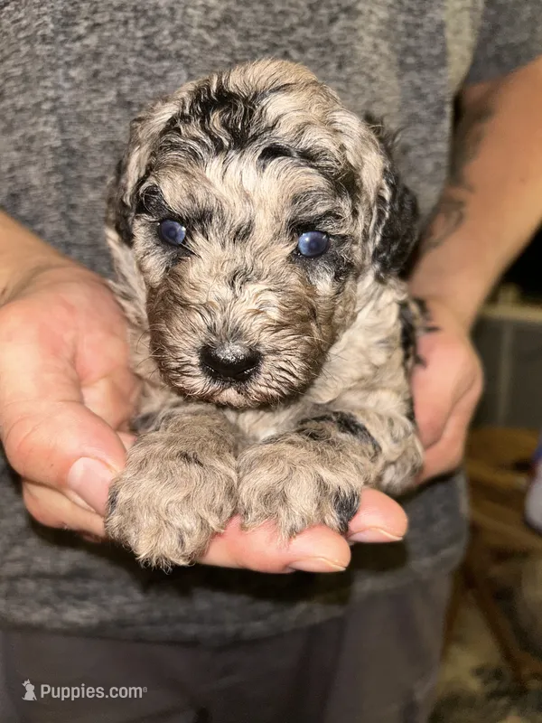 Merle boy  – Shihpoo, Poodle - Miniature  puppy for sale in Columbus, GA