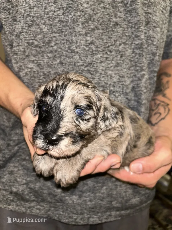 Merle boy  – Shihpoo, Poodle - Miniature  puppy for sale in Columbus, GA