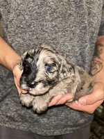 Merle boy , a male Shihpoo and Poodle - Miniature  for sale in Columbus, GA – 1 of 5