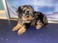 Merle girl, a female Shihpoo and Poodle - Miniature  for sale in Columbus, GA – 5 of 10
