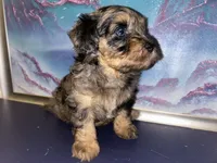 Merle girl, a female Shihpoo and Poodle - Miniature  for sale in Columbus, GA – 4 of 10