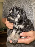 Girl , a female Shihpoo and Poodle - Miniature  for sale in Columbus, GA – 3 of 5