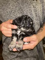 Girl , a female Shihpoo and Poodle - Miniature  for sale in Columbus, GA – 5 of 5