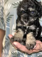 Girl , a female Shihpoo and Poodle - Miniature  for sale in Columbus, GA – 7 of 9