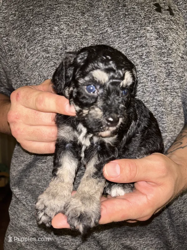 Girl  – Shihpoo, Poodle - Miniature  puppy for sale in Columbus, GA