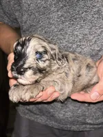 Merle boy , a male Shihpoo and Poodle - Miniature  for sale in Columbus, GA – 4 of 5