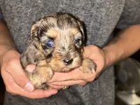 Merle girl, a female Shihpoo and Poodle - Miniature  for sale in Columbus, GA – 2 of 7