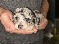 Merle girl , a female Shihpoo and Poodle - Miniature  for sale in Columbus, GA – 8 of 10
