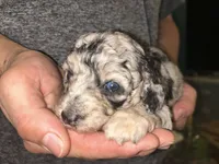 Merle girl , a female Shihpoo and Poodle - Miniature  for sale in Columbus, GA – 4 of 10