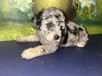 Merle girl , a female Shihpoo and Poodle - Miniature  for sale in Columbus, GA – 5 of 8