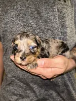 Merle girl, a female Shihpoo and Poodle - Miniature  for sale in Columbus, GA – 6 of 7
