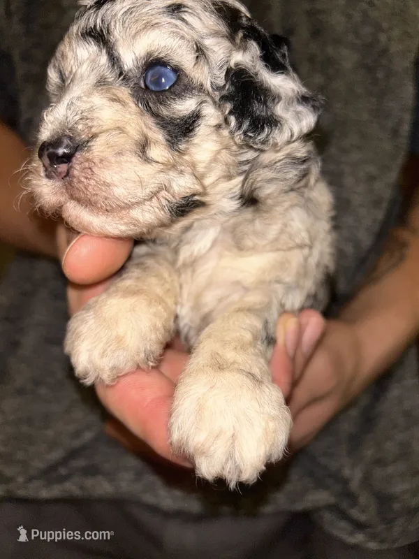 Merle girl  – Shihpoo, Poodle - Miniature  puppy for sale in Columbus, GA