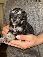 Girl , a female Shihpoo and Poodle - Miniature  for sale in Columbus, GA – 2 of 5