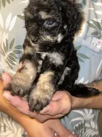 Girl , a female Shihpoo and Poodle - Miniature  for sale in Columbus, GA – 3 of 9