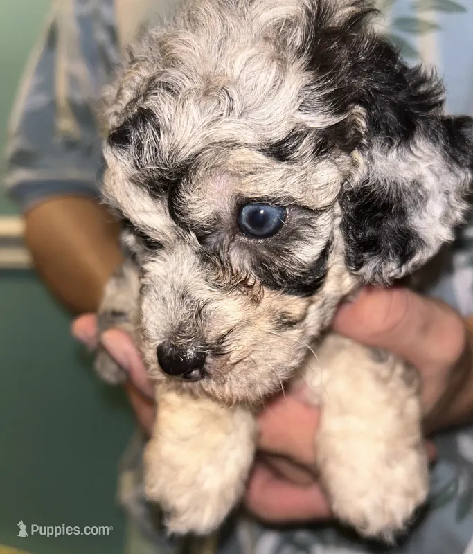 Merle girl  – Shihpoo, Poodle - Miniature  puppy for sale in Columbus, GA