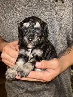 Girl , a female Shihpoo and Poodle - Miniature  for sale in Columbus, GA – 4 of 5