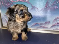 Merle girl, a female Shihpoo and Poodle - Miniature  for sale in Columbus, GA – 6 of 10