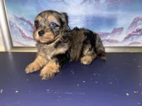 Merle girl, a female Shihpoo and Poodle - Miniature  for sale in Columbus, GA – 3 of 10