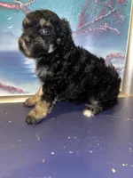 Girl , a female Shihpoo and Poodle - Miniature  for sale in Columbus, GA – 6 of 9