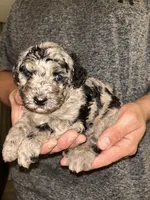 Merle boy , a male Shihpoo and Poodle - Miniature  for sale in Columbus, GA – 2 of 4
