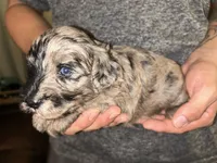 Merle boy , a male Shihpoo and Poodle - Miniature  for sale in Columbus, GA – 5 of 5