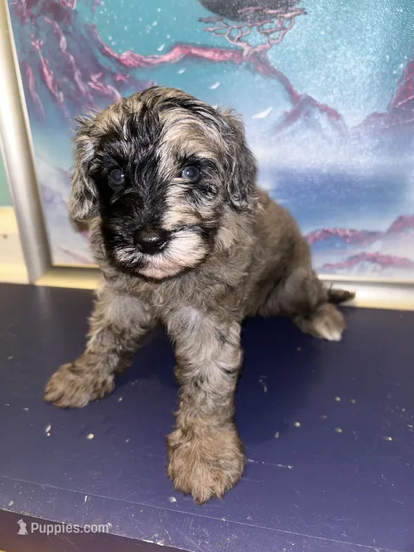 Merle boy  – Shihpoo, Poodle - Miniature  puppy for sale in Columbus, GA