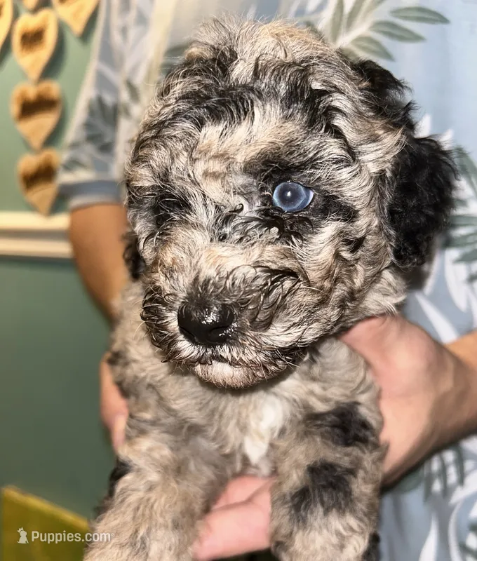 Merle boy  – Shihpoo, Poodle - Miniature  puppy for sale in Columbus, GA