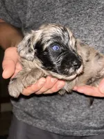 Merle boy , a male Shihpoo and Poodle - Miniature  for sale in Columbus, GA – 3 of 5