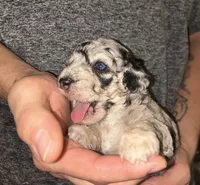 Merle girl , a female Shihpoo and Poodle - Miniature  for sale in Columbus, GA – 9 of 10