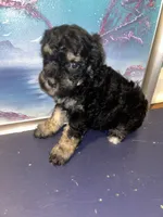 Girl , a female Shihpoo and Poodle - Miniature  for sale in Columbus, GA – 4 of 9